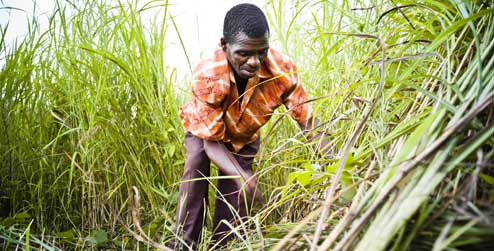 Andrew Likowa chops grass he will use as a natural fertilizer