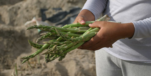 Woman holding asparagus spears